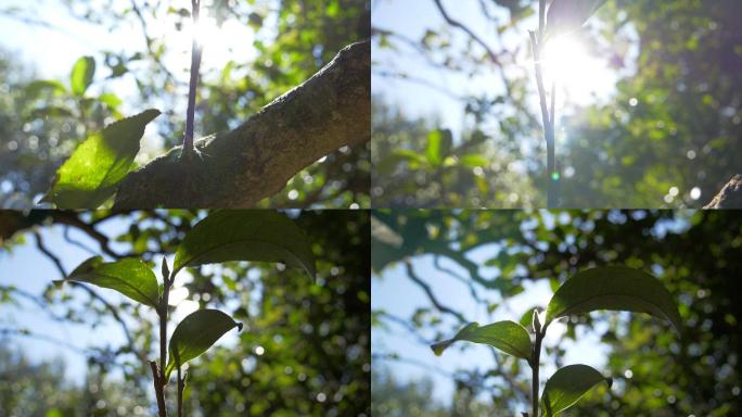 野生大叶种古茶树茶林茶叶特写