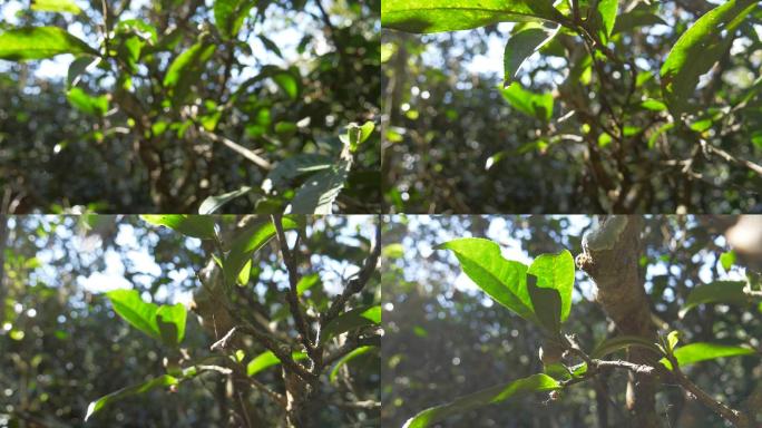 野生大叶种古茶树茶林茶叶特写