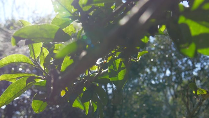 野生大叶种古茶树茶林茶叶特写