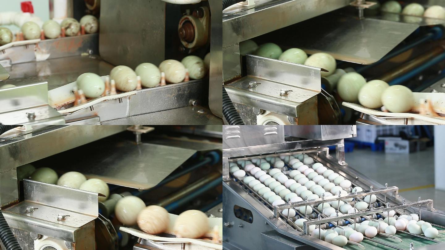鸭蛋生产工厂咸蛋蛋黄