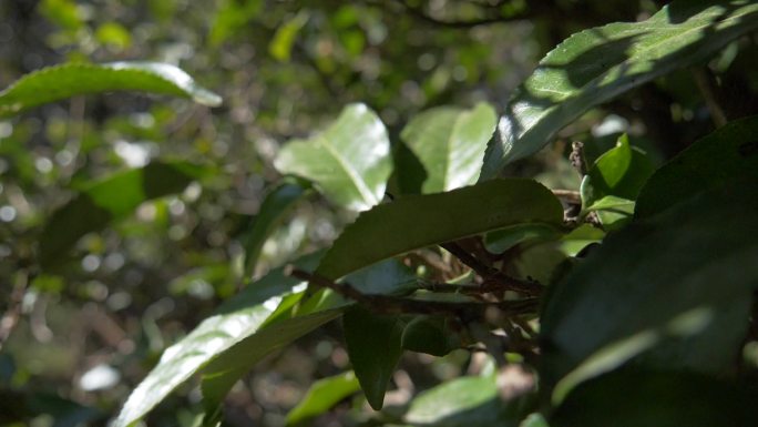 野生大叶种古茶树茶林茶叶特写