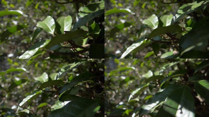 野生大叶种古茶树茶林茶叶特写