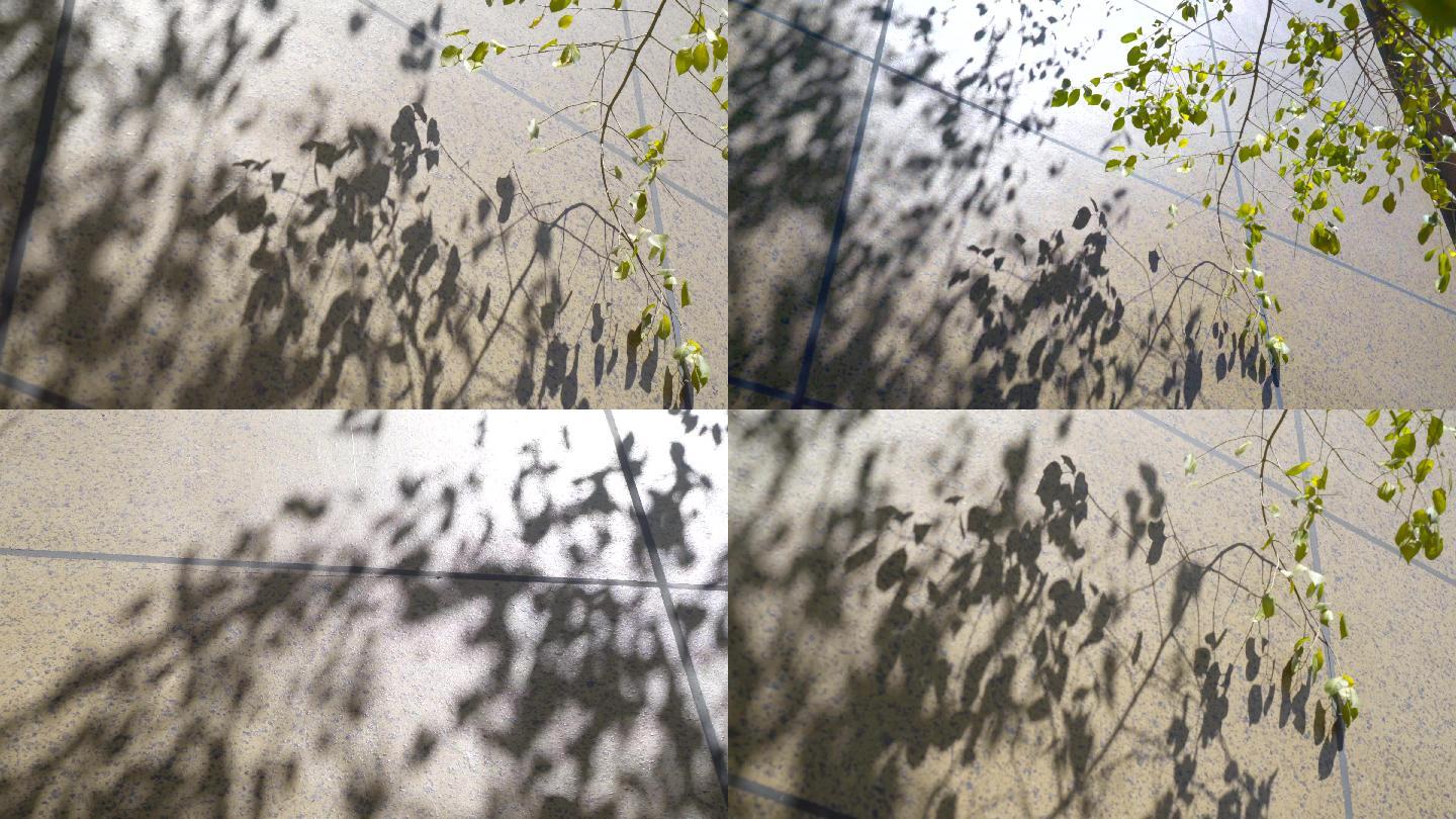 4K光影-微风阳光树叶倒影-阳光和影子