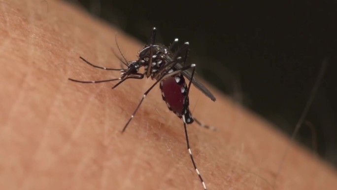 蚊子进食吸血过程