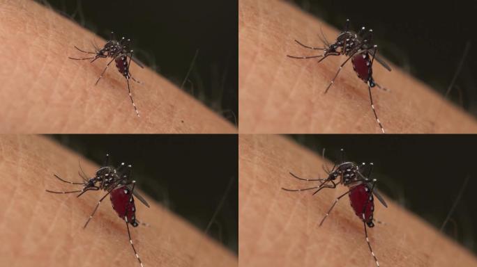蚊子进食吸血过程