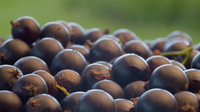4K成堆蓝莓农产品绿色食品种