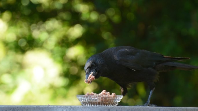 乌鸦在吃东西