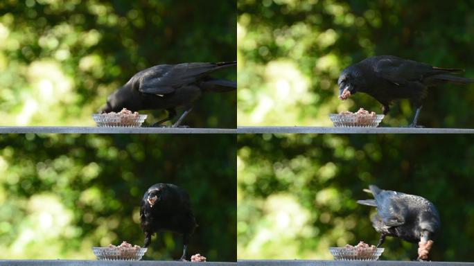 乌鸦在吃东西