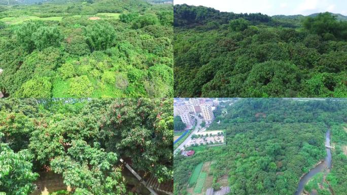 航拍满山遍野的荔枝林