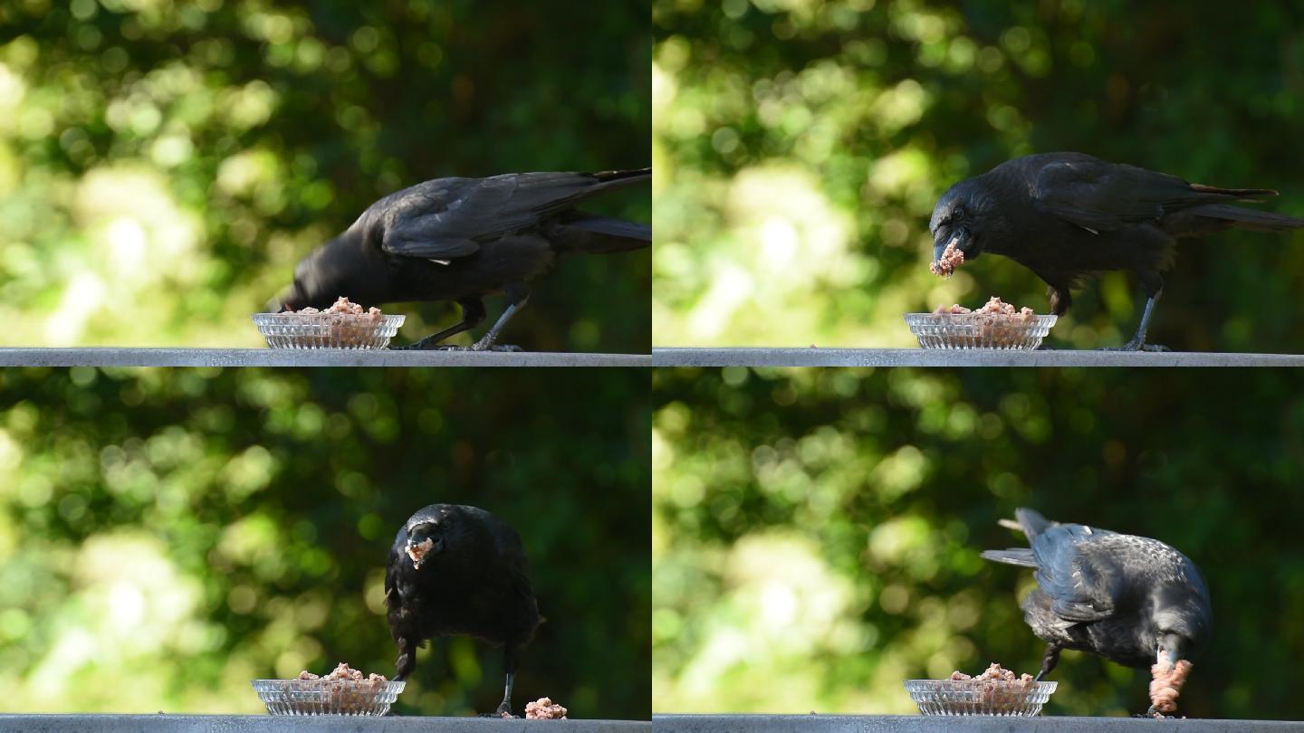 在吃东西的乌鸦