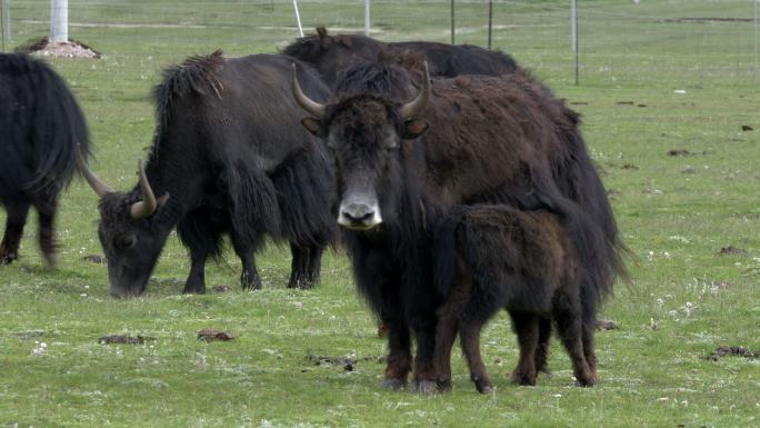 玉树野牦牛宣传片纪录片素材青藏高原放牧