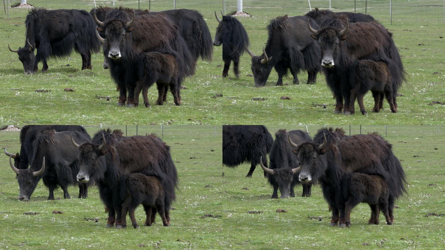 玉树野牦牛宣传片纪录片素材青藏高原放牧
