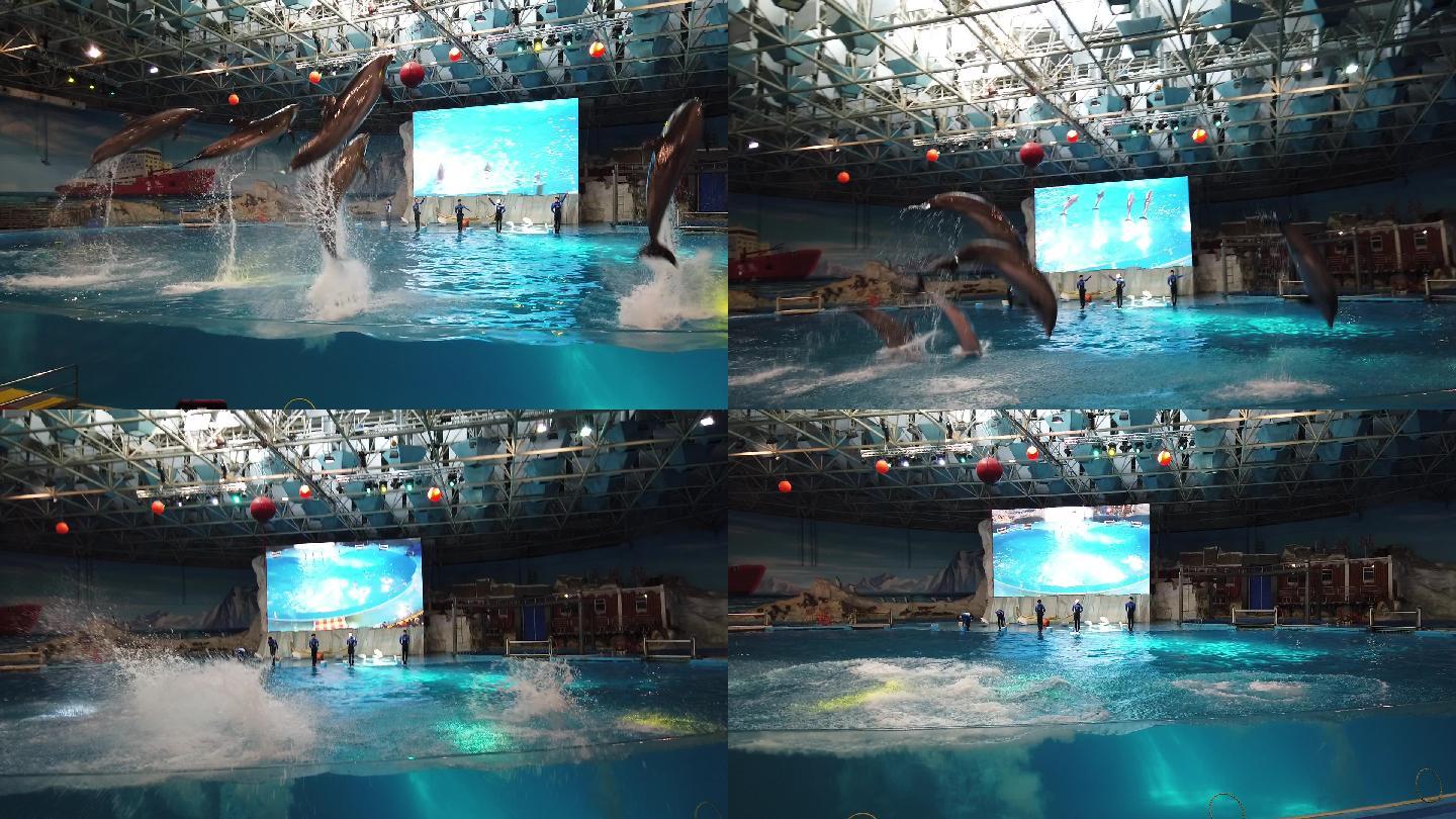 极地海洋馆海豚表演