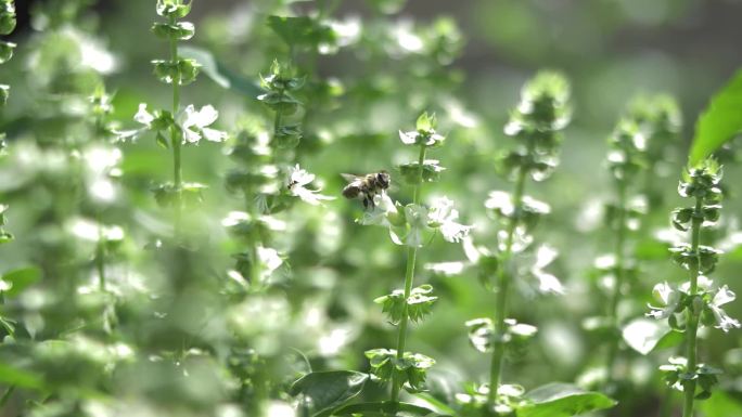 花园蜜蜂采蜜传播花粉散播