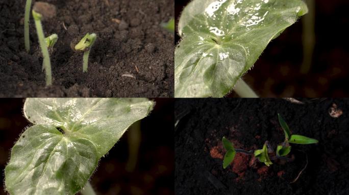 植物延时生长摄影自然出芽破土