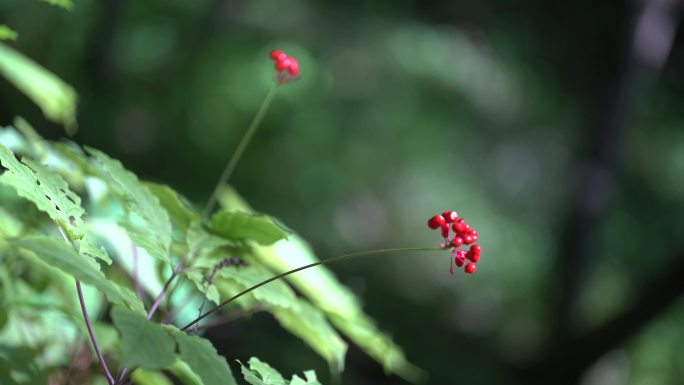 4K东北长白山野山参参苗红参籽素材