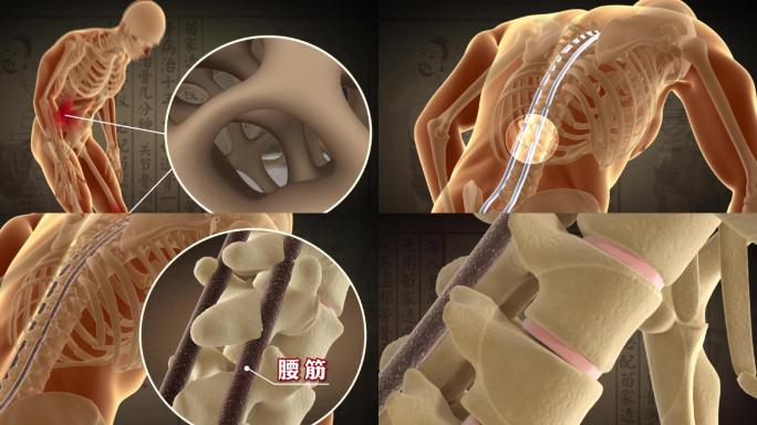 骨骼营养流失腰椎病变