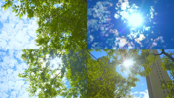 4K夏天阳光树叶太阳小清新视频夏季空镜