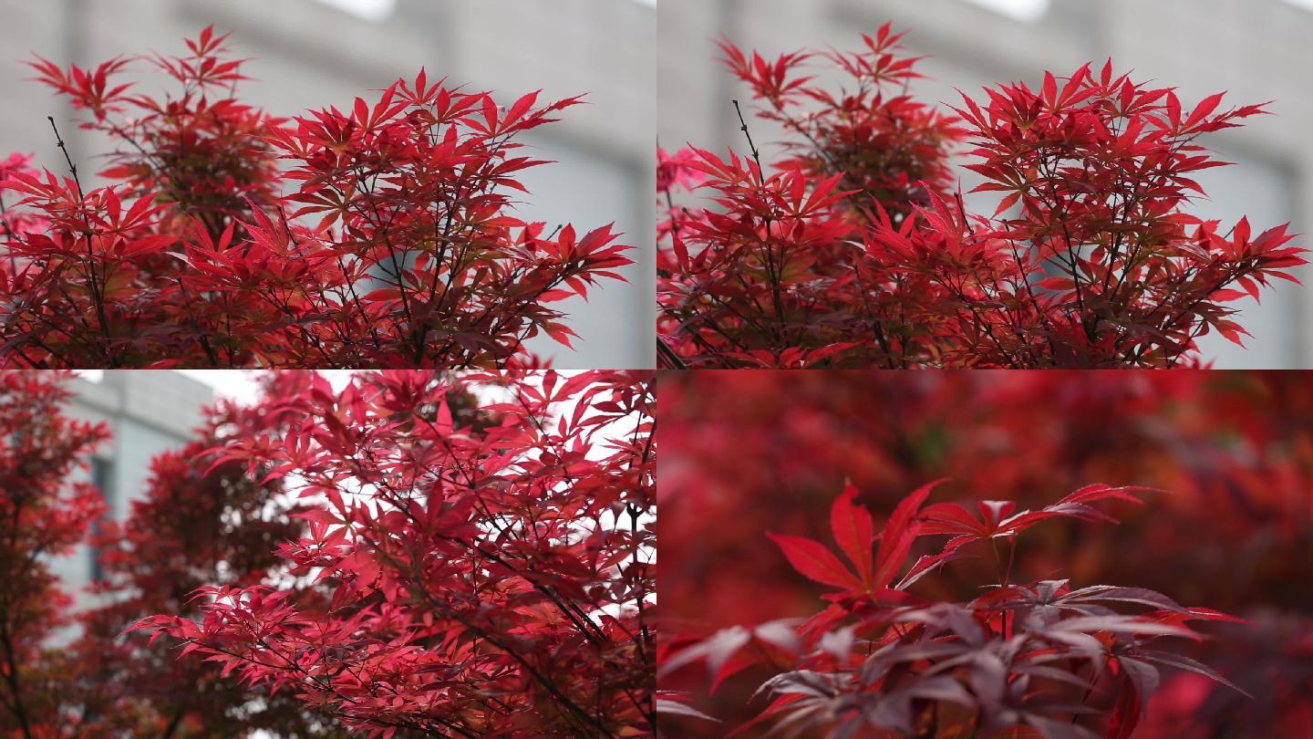高清实拍红叶红枫树