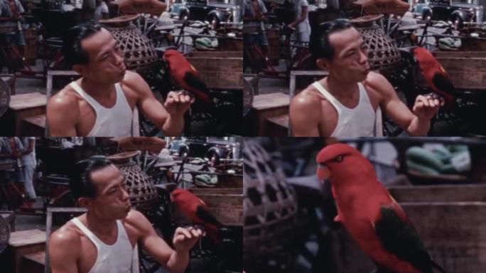 50年代居民青年养鸟饲养红色吸蜜鹦鹉