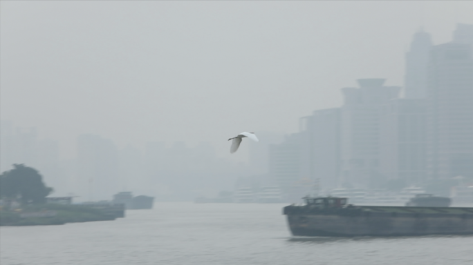 （原创）上海外滩清晨的商船海鸥大雾