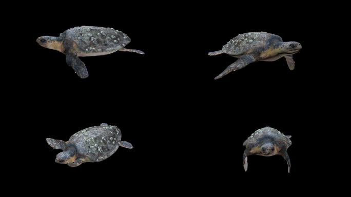 深海乌龟--带透明通道