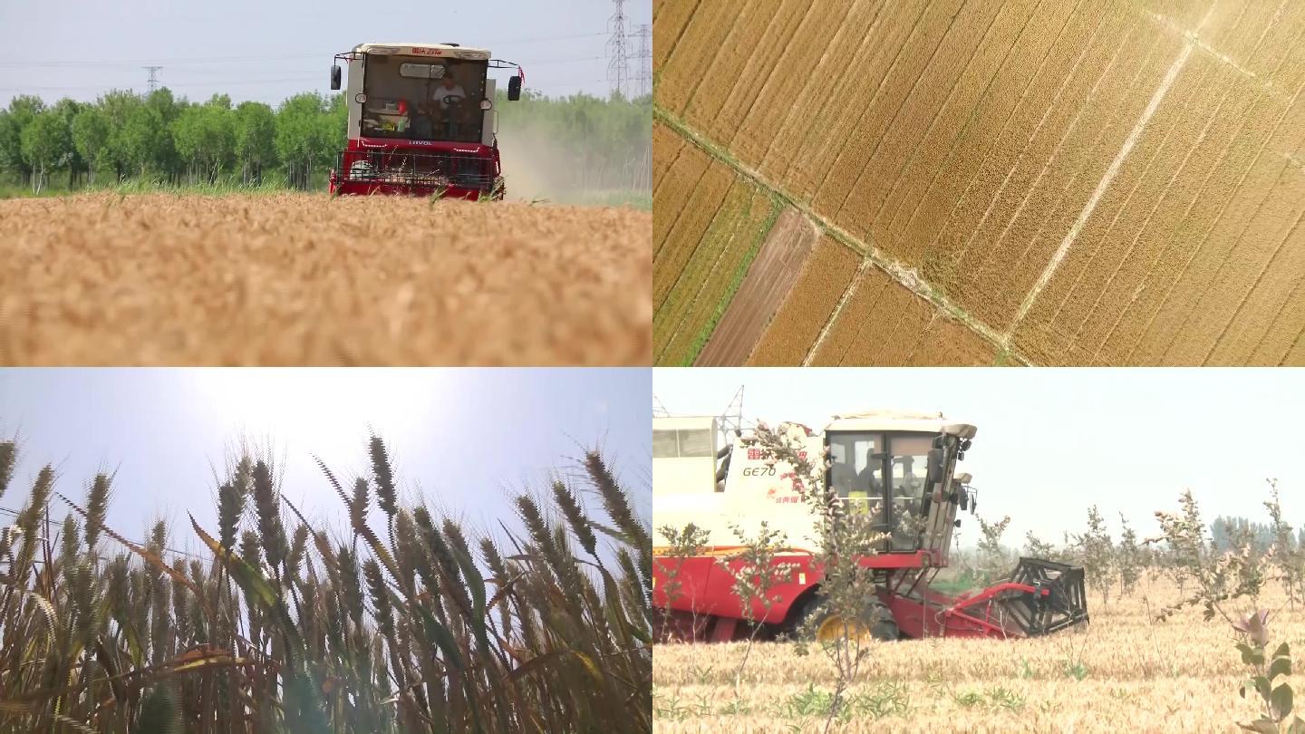 小麦喜获丰收