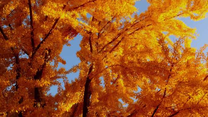 4K秋天金黄的银杏树森林落叶银杏大道红叶