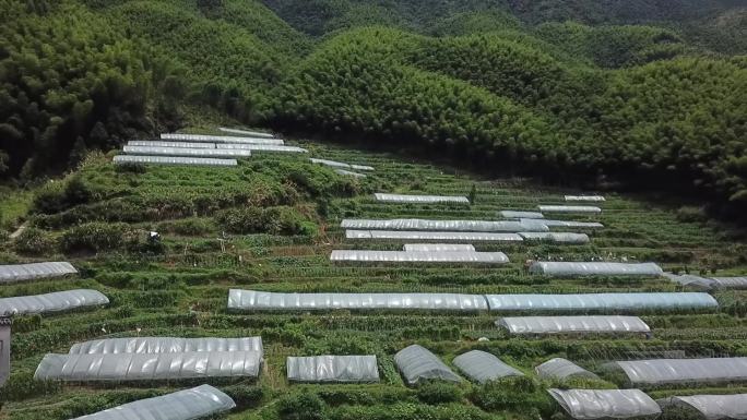 高山蔬菜大棚种植