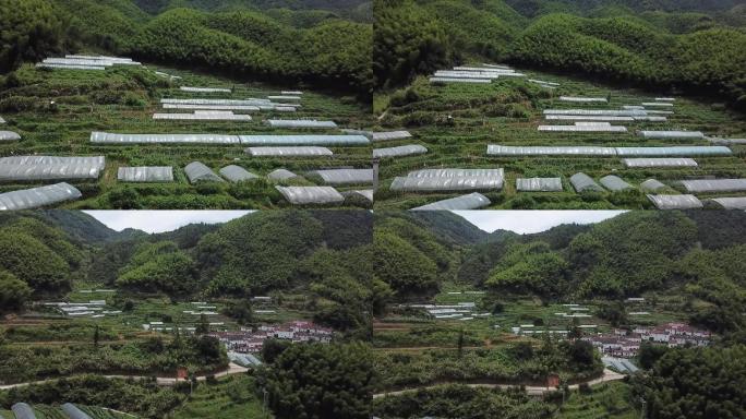 高山蔬菜大棚种植