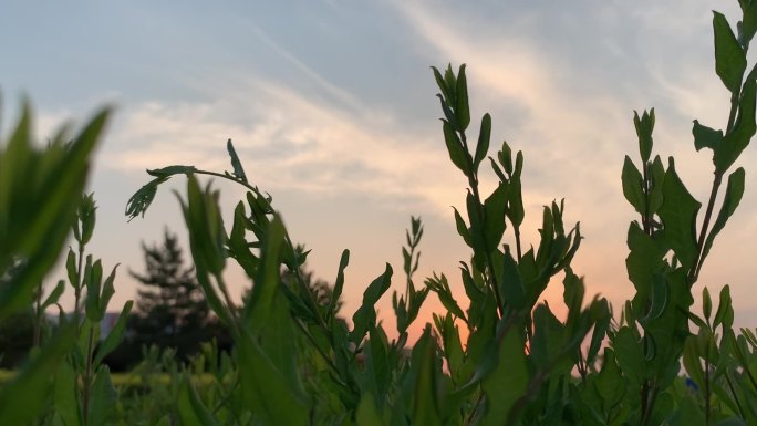 草原日落天空晚霞