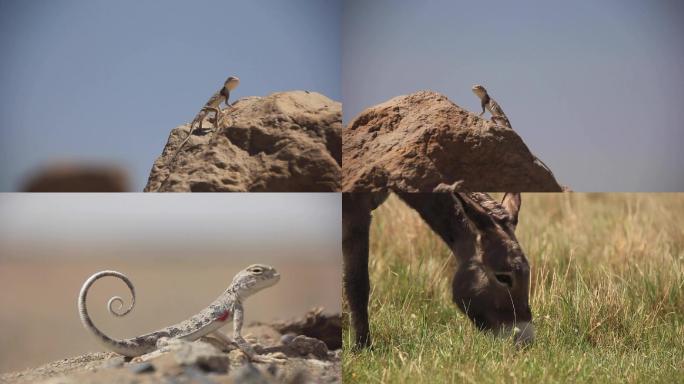 敦煌无人区戈壁滩野生动物蜥蜴马匹骡子驴
