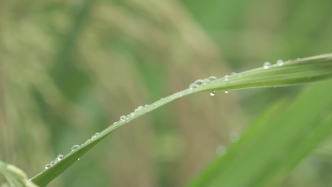 植物特写风景唯美自然绿色