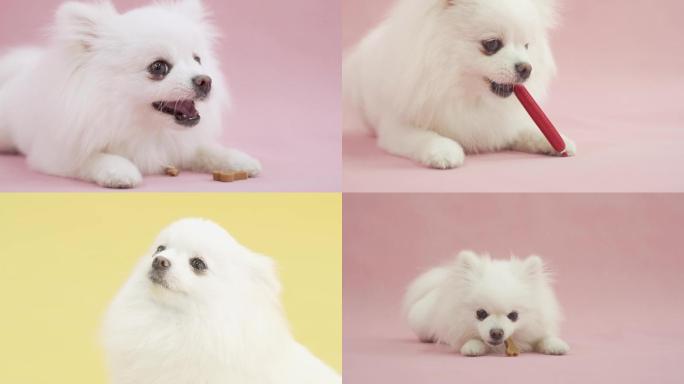 博美可爱小白狗喂食