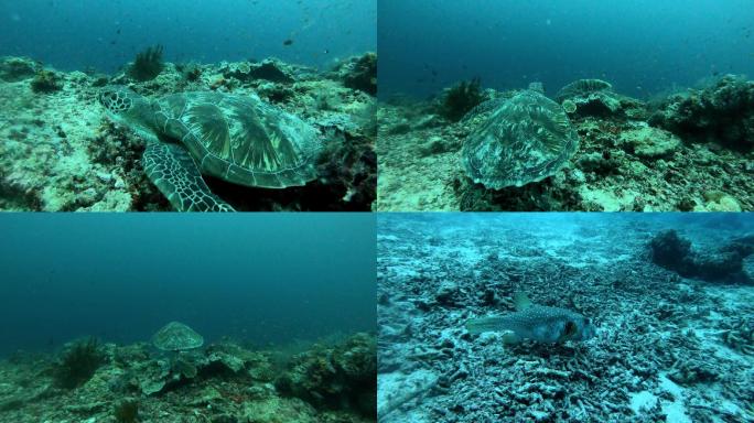 海龟，鱼，海底高清旅拍4K素材