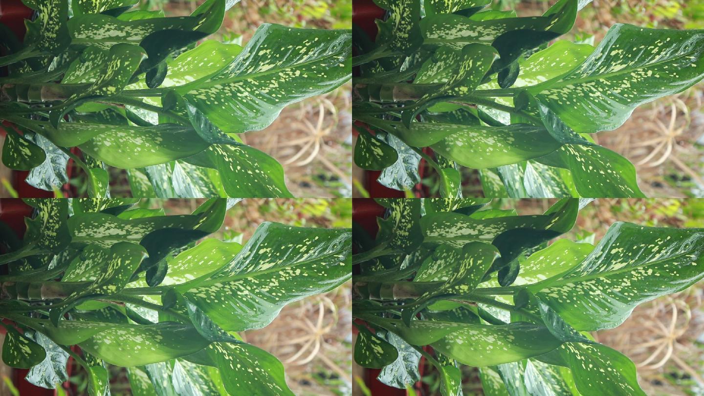 万年青视频 19x1080 高清视频素材下载 编号 实拍视频 Vj师网www Vjshi Com 万年青视频 19x1080 高清视频素材下载 编号 实拍视频 Vj师网www Vjshi Com