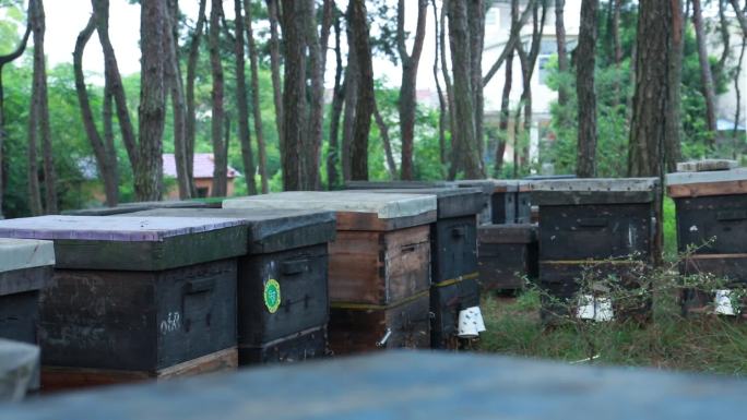 养蜂蜂巢蜂箱蜂场蜜蜂养殖