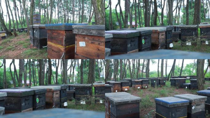 养蜂蜂巢蜂箱蜂场蜜蜂养殖