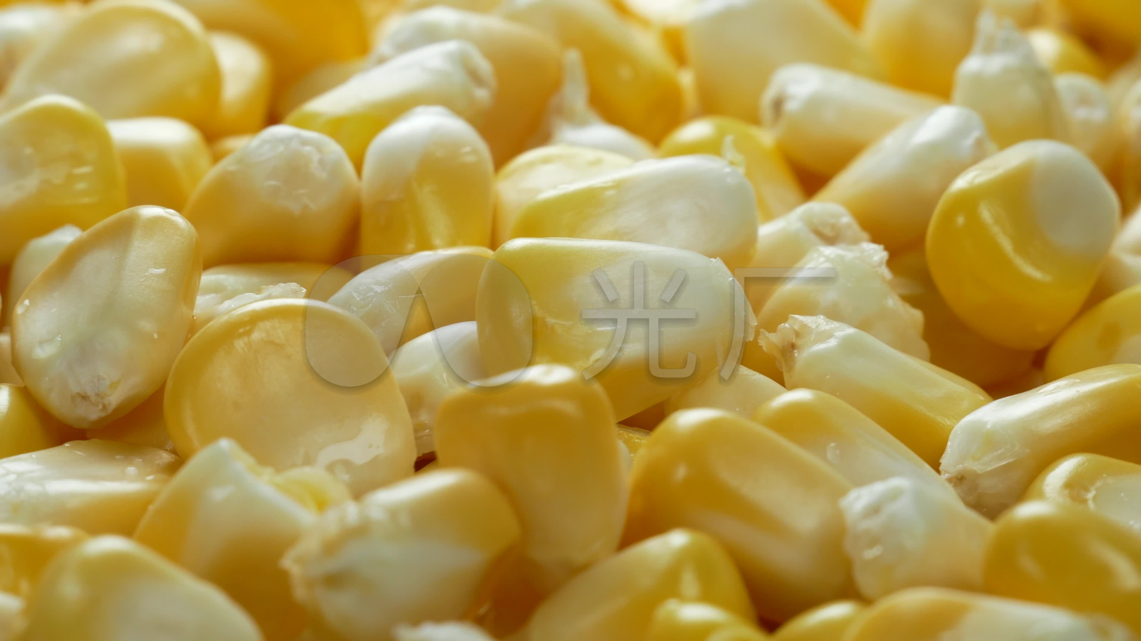 玉米视频素材-玉米实拍高清素材-凌点视频素材网