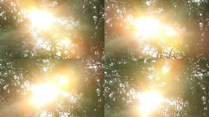 阳光透过树枝树叶太阳光晕朦胧唯美