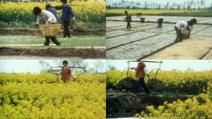 70年代 80年代 播种种子 春耕 农业