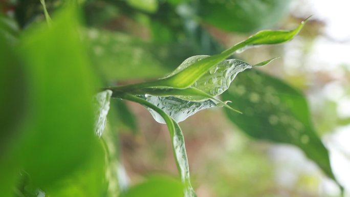 观音竹绿色植物视频