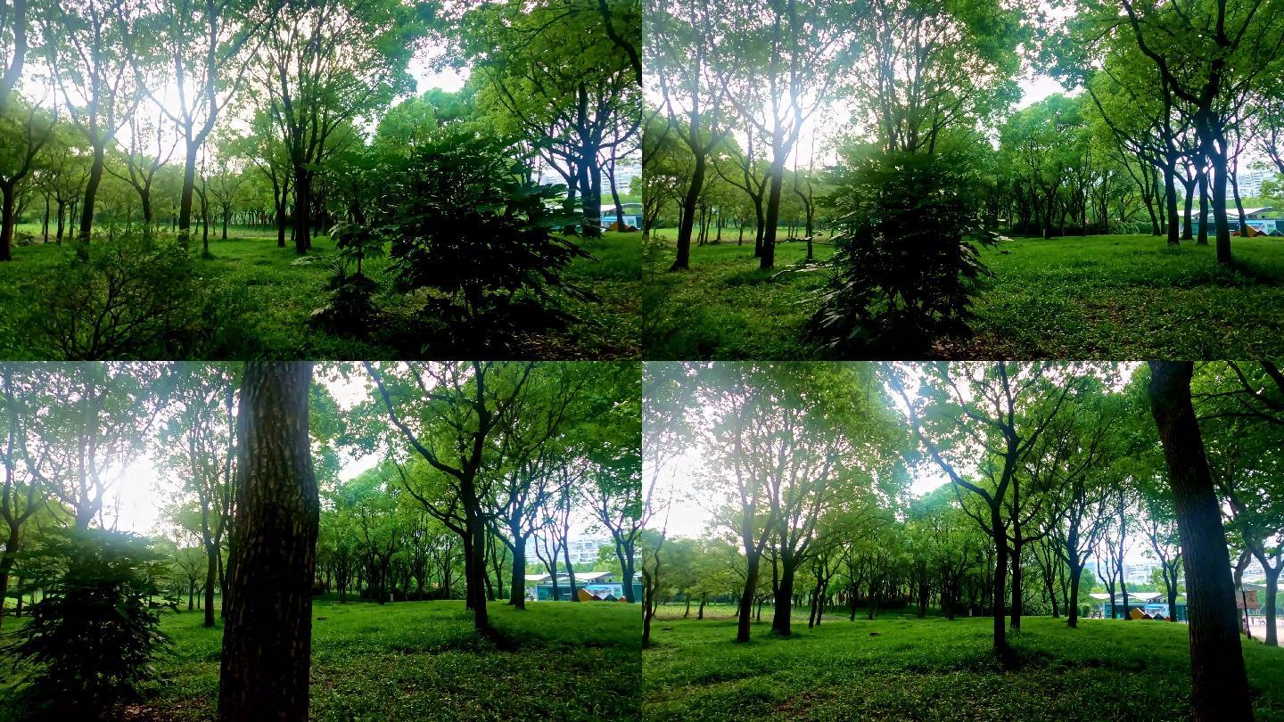 4K公园树林
