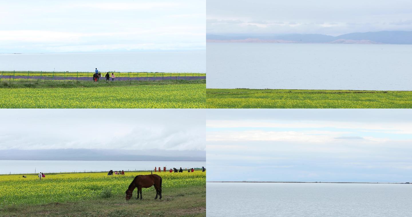 油菜花，青海湖风光,