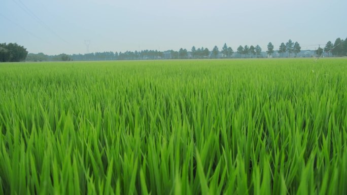 禾苗水稻稻田