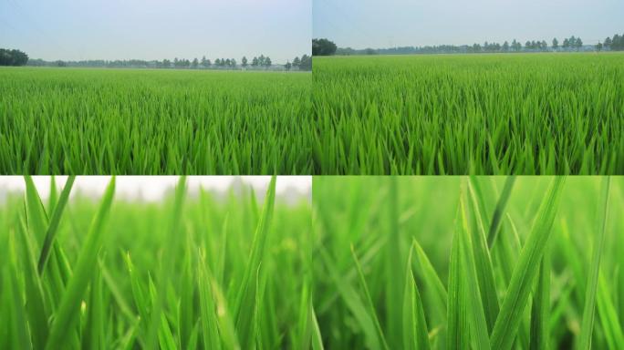 禾苗水稻稻田