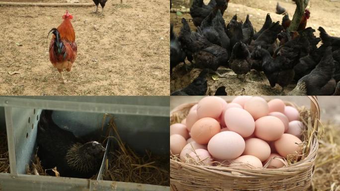 土鸡乌鸡母鸡带小鸡鸡蛋养殖基地