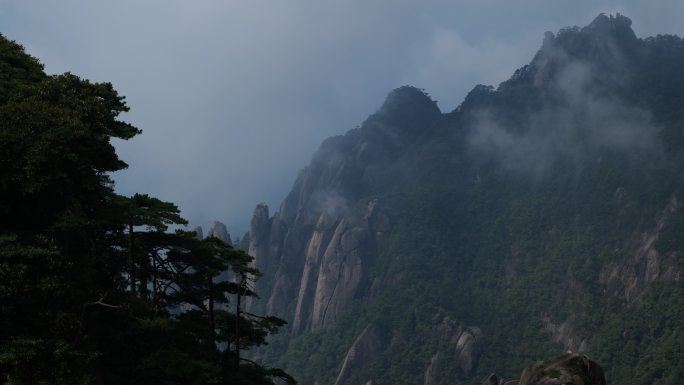 黄山松和高山