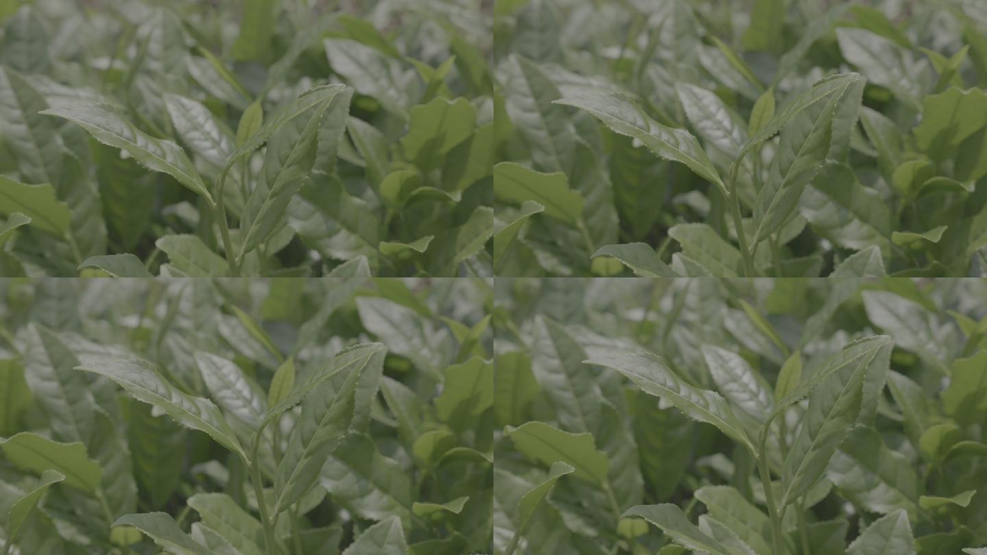 安溪铁观音茶叶绿色vlog灰度模式拍摄