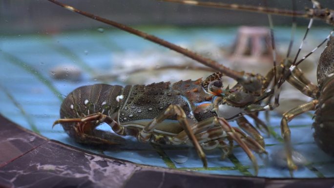龙虾海鲜美食大餐实拍素材